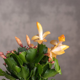 Kaktus bożonarodzeniowy | Szlumbergera | Schlumbergera