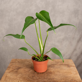 Monstera 'Burle Marx Flame' | Tomaszewski