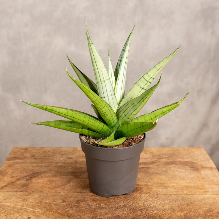 Sansewieria 'Comet Pastel Grey' | Tomaszewski