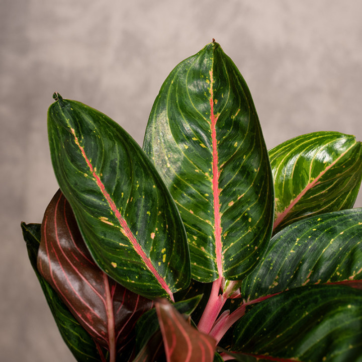 Aglonema 'Red Ruby' | Tomaszewski