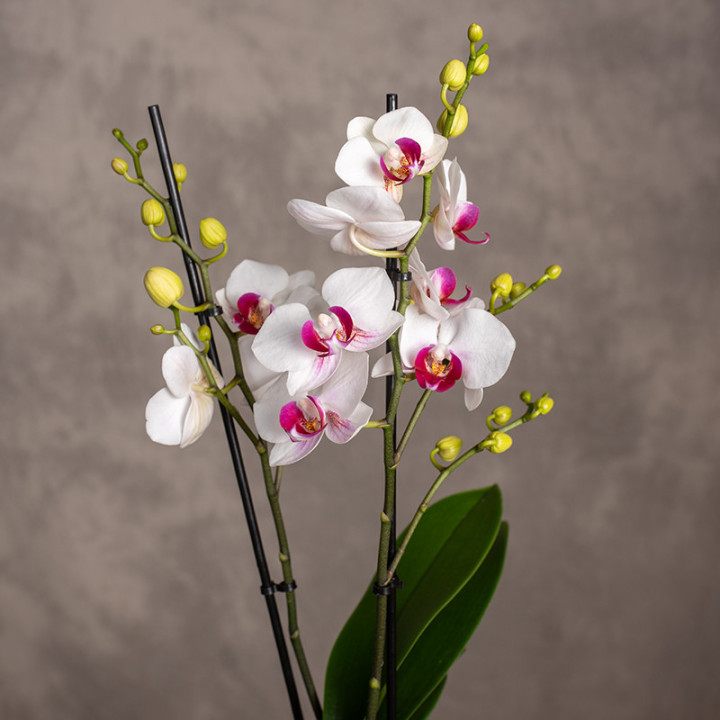 Storczyk Multiflora Dwukolorowy | Tomaszewski