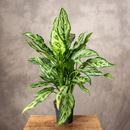 Aglaonema 'Maria' | Tomaszewski