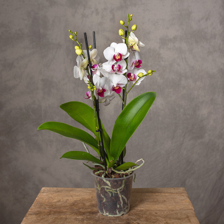 Storczyk Multiflora Dwukolorowy | Tomaszewski