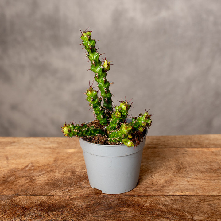 Euphorbia lenewtonii Wilczomlecz | Tomaszewski