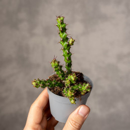 Euphorbia lenewtonii Wilczomlecz | Tomaszewski