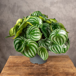 Peperomia 'Watermelon' | Tomaszewski