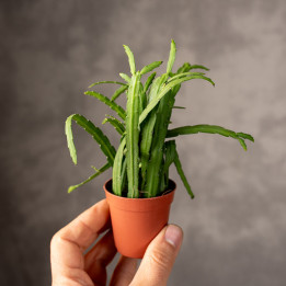 Lepismium bolivianum | Tomaszewski