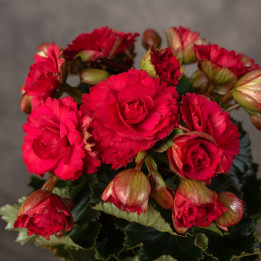 Begonia zimowa ‘Grace Red' | Tomaszewski