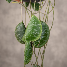 Hoja 'Imbricata' | Tomaszewski