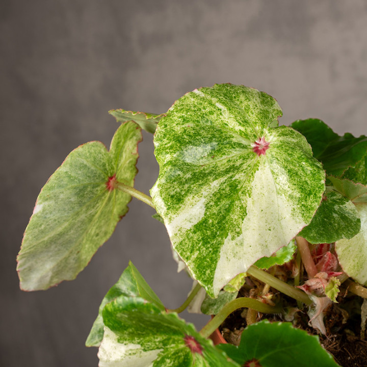 Begonia 'Rouge Variegated' | Tomaszewski