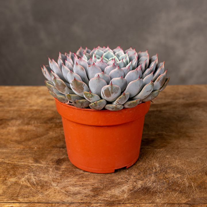 Eszeweria 'Texensis Rosea'
