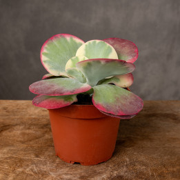 Kalanchoe thyrsiflora | Tomaszewski