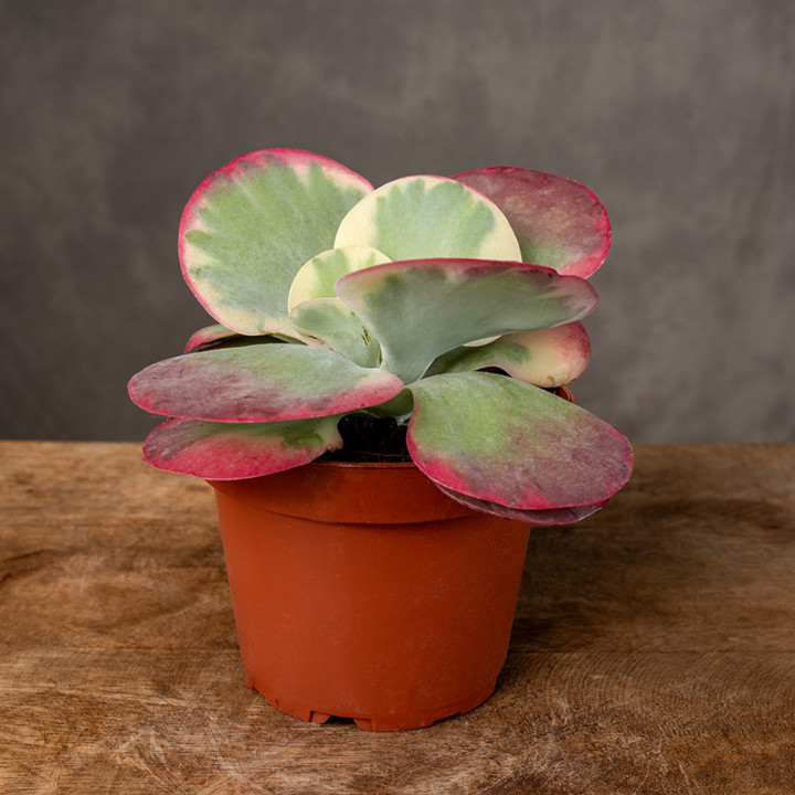 Kalanchoe thyrsiflora | Tomaszewski