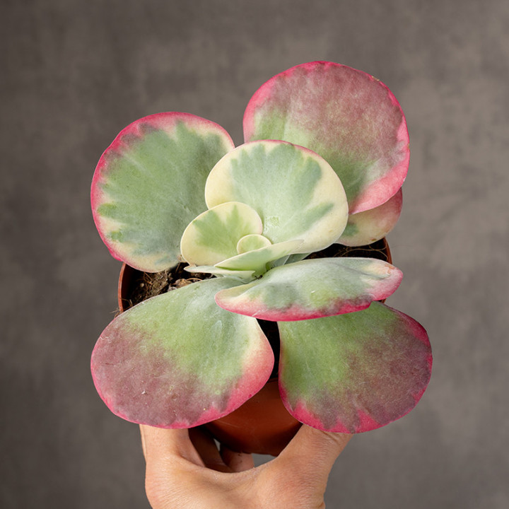 Kalanchoe thyrsiflora | Tomaszewski