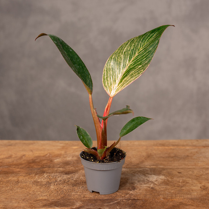 Filodendron 'Pink Birkin' | Tomaszewski
