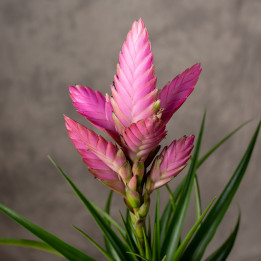 Oplątwa 'Amira' Tillandsia | Tomaszewski