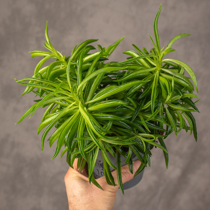 Peperomia tępolistna 'Obtipan Bicolor' | Peperomia obtusifolia