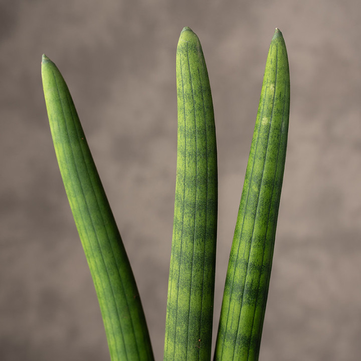 Sansewieria cylindryczna 'Fan' | Tomaszewski