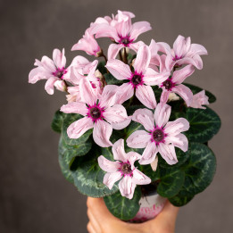 Cyklamen 'Special Pink Illusia' | Tomaszewski