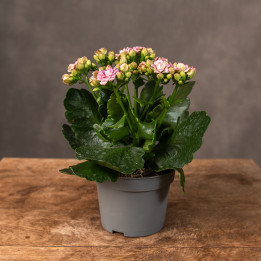 Kalanchoe 'Queen Barbie' | Tomaszewski