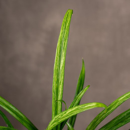 Aglonema 'Sweet Kiss' | Tomaszewski
