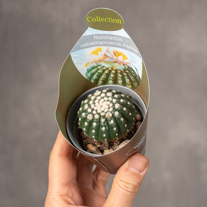 Notocactus uebelmannianus inermis | Kaktus