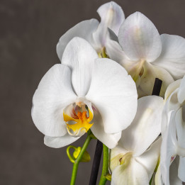 Storczyk duży | Biały | Phalaenopsis