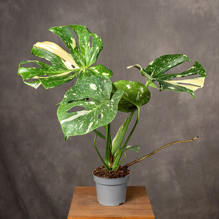 Monstera 'Thai Constellation' | Tomaszewski