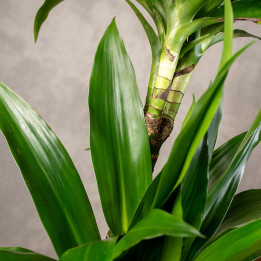 Dracena 'Janet Craig' 2-pędowa | Tomaszewski