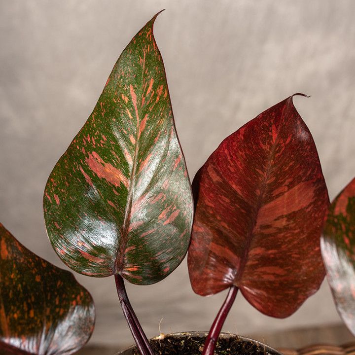 Filodendron 'Orange Princess' | Tomaszewski