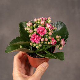 Kalanchoe różowe | Tomaszewski