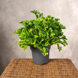 Asplenium 'Leslie' | Duże | Tomaszewski