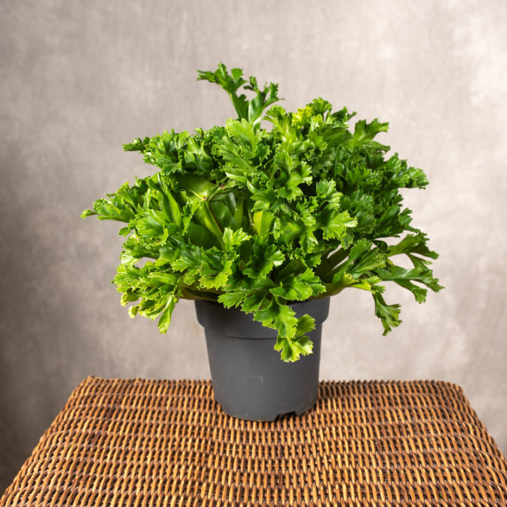 Asplenium 'Leslie' | Duże | Tomaszewski