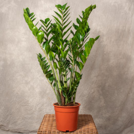 Zamiokulkas | Zamioculcas zamiifolia