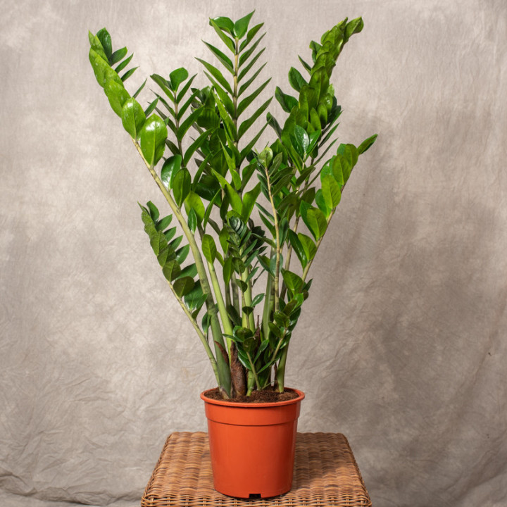 Zamiokulkas | Zamioculcas zamiifolia