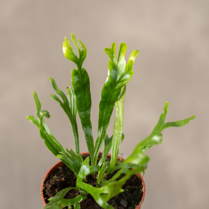 Asplenium nidus 'Crissie' | Tomaszewski