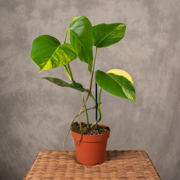 Monstera deliciosa 'Aurea' | Tomaszewski