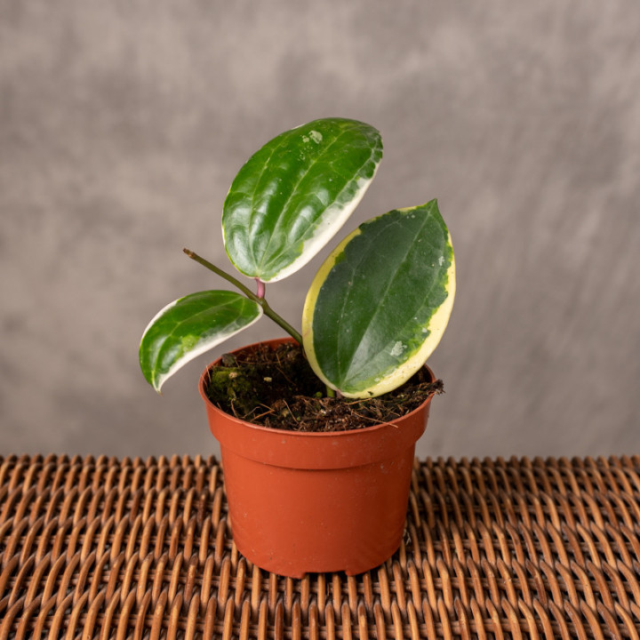 Hoja Macrophylla 'Albo Round Leaf' | Tomaszewski