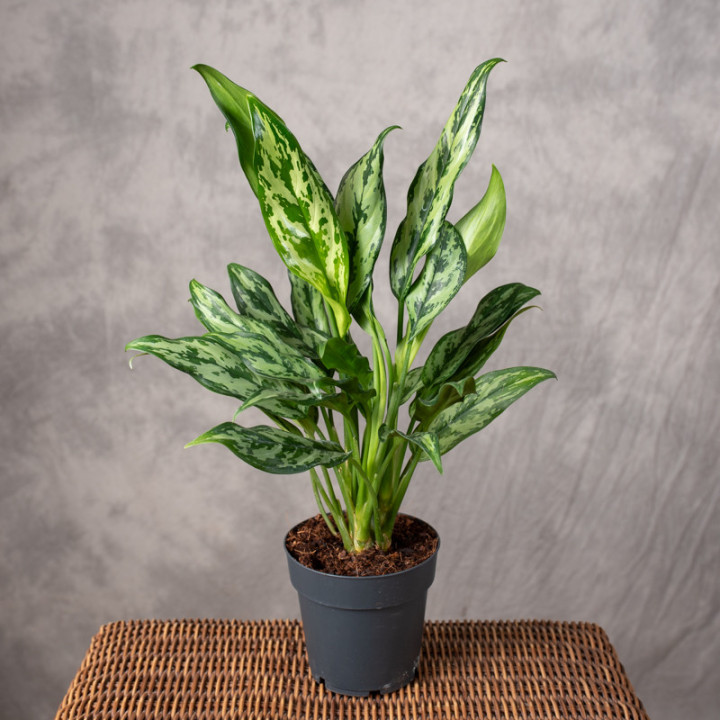 Aglonema 'Miss Julliette' | Tomaszewski
