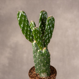 Opuncja rubescens | Tomaszewski