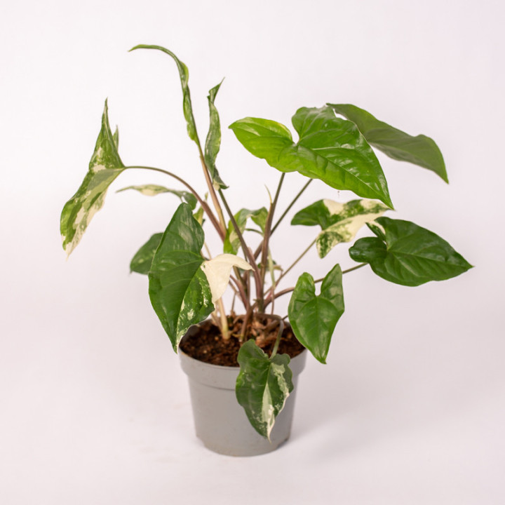 Syngonium 'Emerald Gem' | Tomaszewski