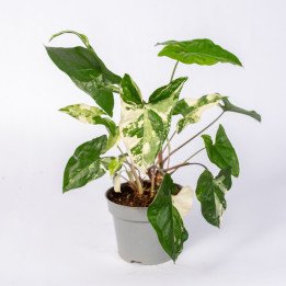 Syngonium 'Emerald Gem' | Tomaszewski