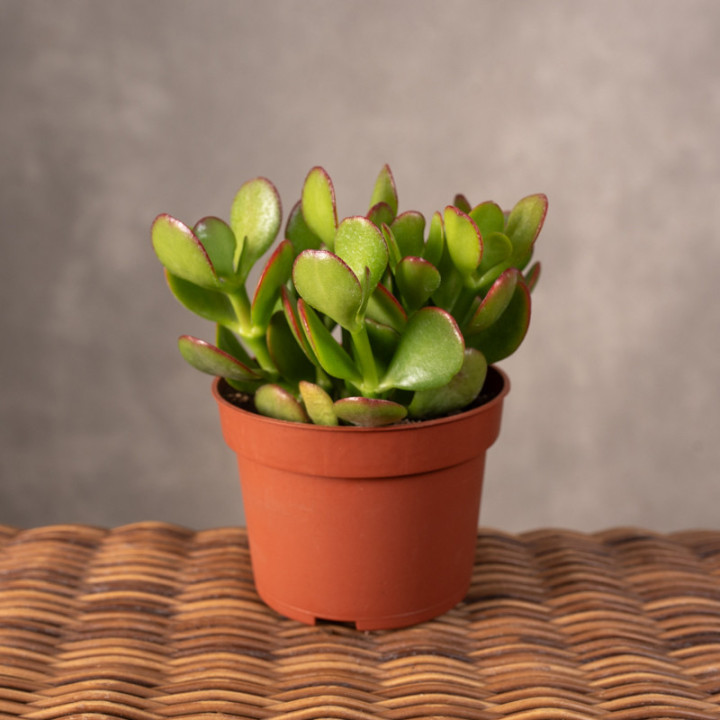 Grubosz 'Portulaca' | Tomaszewski