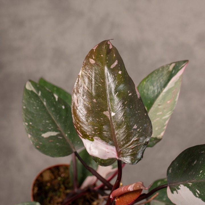 Filodendron 'Red Anderson' | Tomaszewski