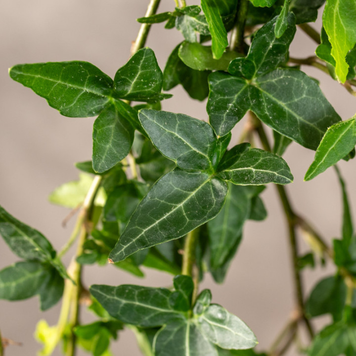 Bluszcz hedera 'Shamrock' | Tomaszewski