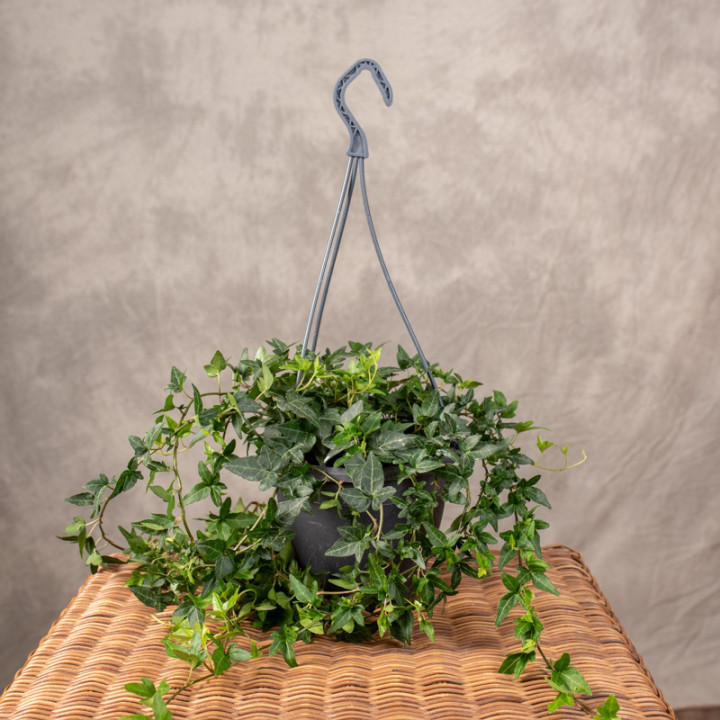 Bluszcz hedera 'Shamrock' | Tomaszewski
