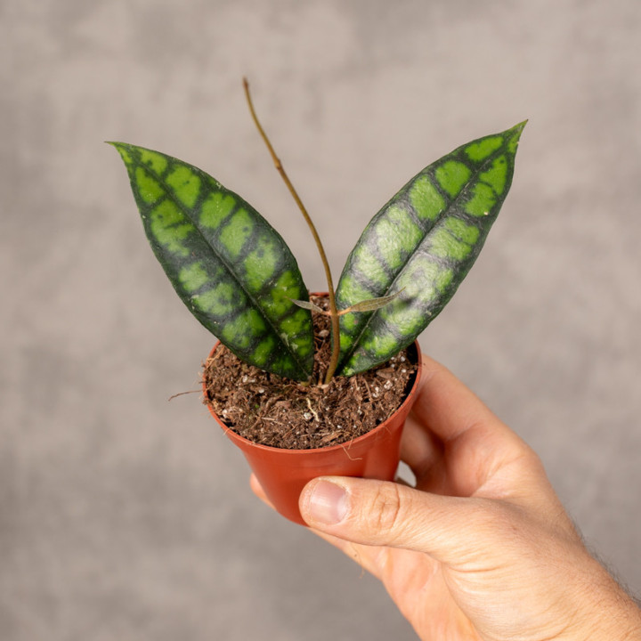 Hoja callistophylla 'Black Cat' | Tomaszewski
