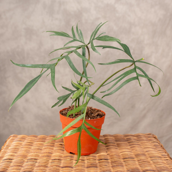 Filodendron 'Polypodiodes' | Tomaszewski