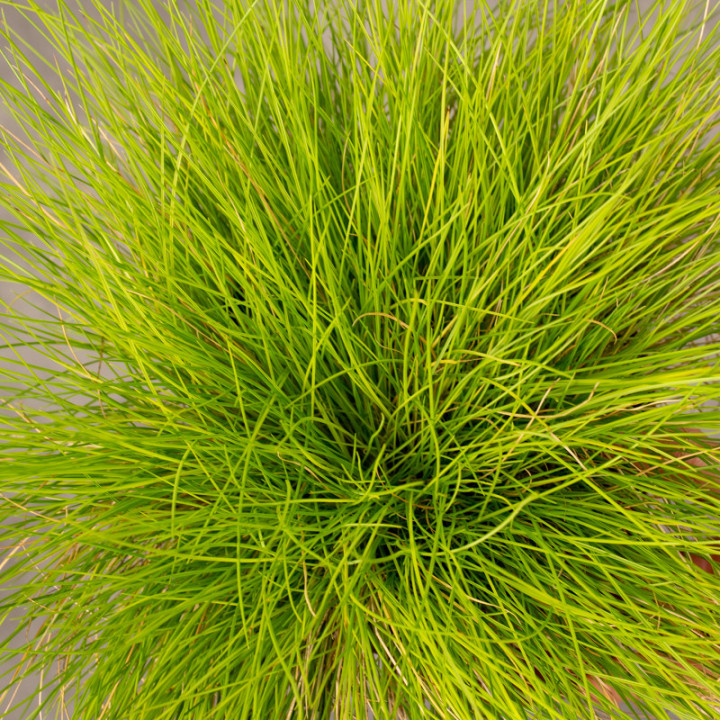 Trawa Kostrzewa sina 'Golden Toupee'