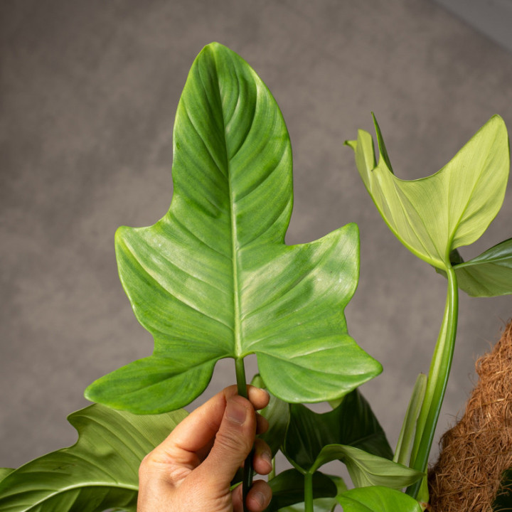 Filodendron pedatum na pniu | Tomaszewski